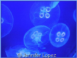 Jiving Jellyfish Bloom by Jennifer Lopez 